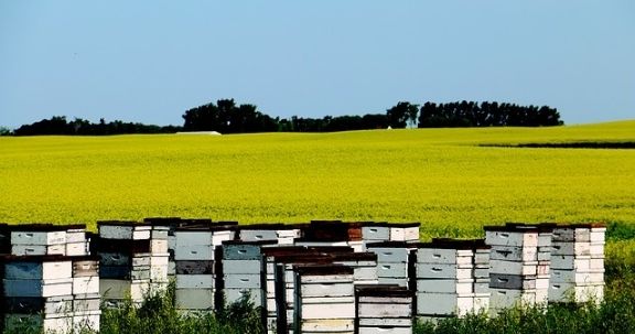 beekeeping case study
