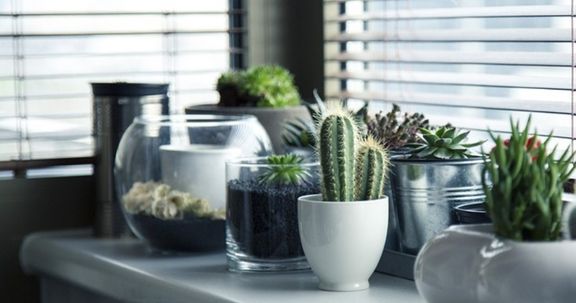 Indoor plants benefits